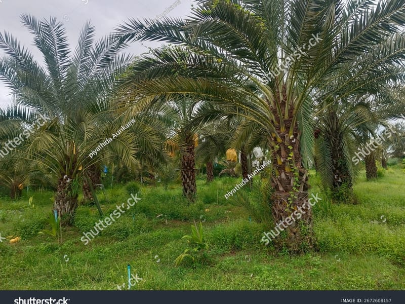 نخلستان هرمزگان